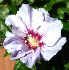 Hibiskus.JPG